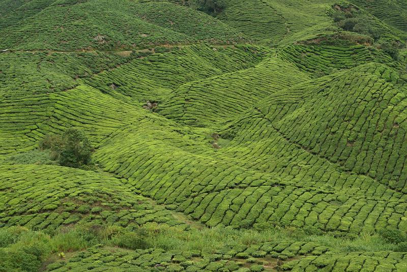Cameron Highlands 4.JPG - Plantacja herbaty